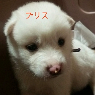 生後約１ヶ月の仔犬ちゃん里親募集!!