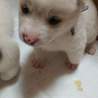生後約１ヶ月の仔犬ちゃん里親募集!! サムネイル2