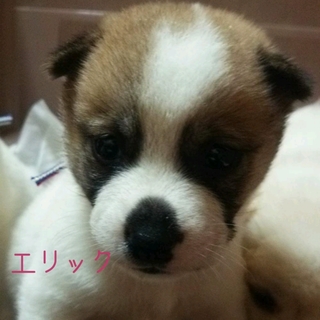生後約１ヶ月の仔犬ちゃん里親募集!!
