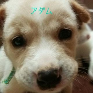 生後約１ヶ月の仔犬ちゃん里親募集!!