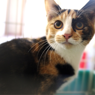 生後半年！和風美人な三毛猫娘