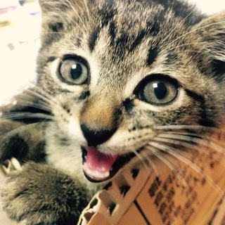 急募！昨日保護した虎柄猫ちゃん