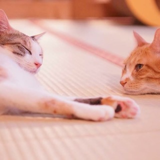 美しいタマちゃん、性格ハナマルの三毛猫のビタマ