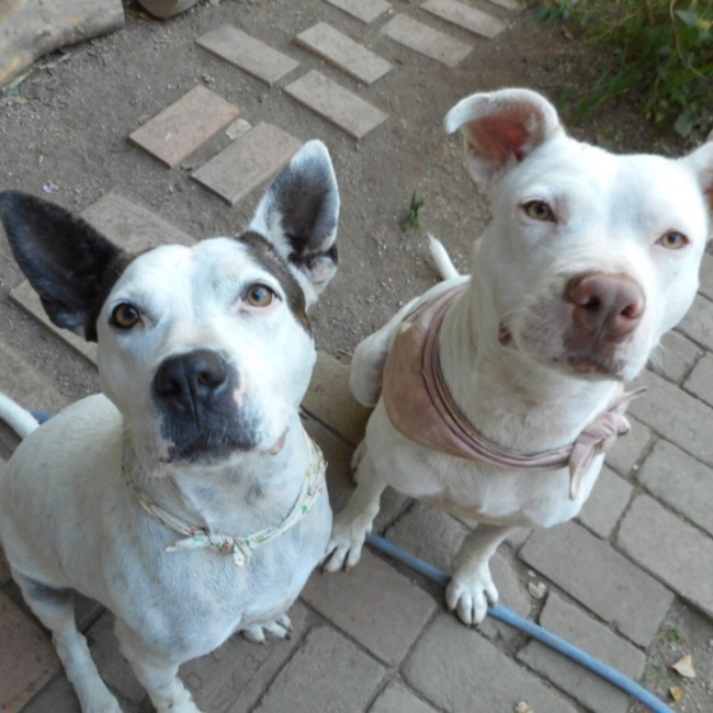 rosegardenのカバー写真