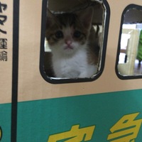 うずら