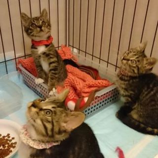 美猫キジトラ三姉妹、800gの天使たち
