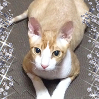 リオン