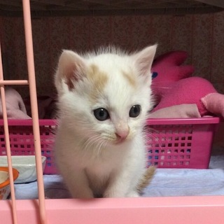 あまりにも赤ちゃんすぎたのでいったん下げます