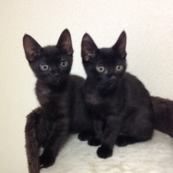 おひさしぶりです！お注射です！