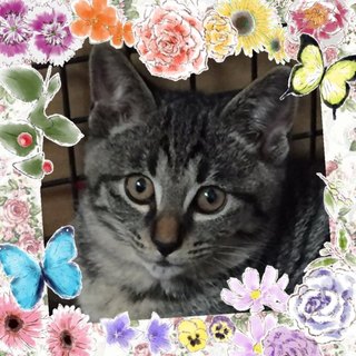 大人しくて優しいサバトラちゃん