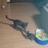 先住猫(灰色)に子猫ちゃん(虎模様)を連れてきました。子猫ちゃんの威嚇に驚く先住猫です。