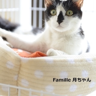 白黒の月ちゃん　里親様募集です! 
