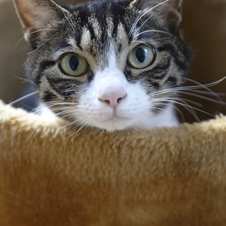 キジトラのうみちゃん　里親様募集！ 