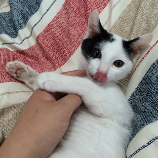 決定☆『まめ』とっても遊ぶのが大好きな男の子