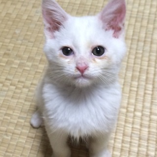 【白猫】　鳴門（仮名）