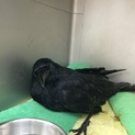 若いカラスの里親さま急募  (一時応募停止中)