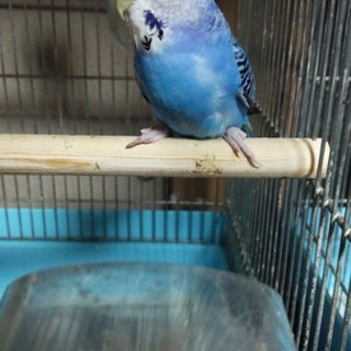 セキセイインコブルー 