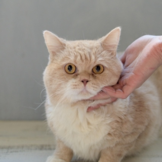 スコテイッシュ風のすてまる君里親様募集！ 