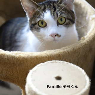 キジ白のそら君　里親様募集! 