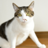 キジ白のそら君　里親様募集!  サムネイル3