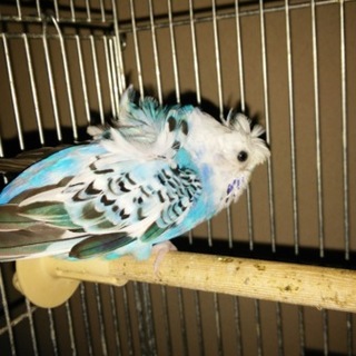 羽衣セキセイブルー