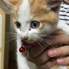 しましましまじろう