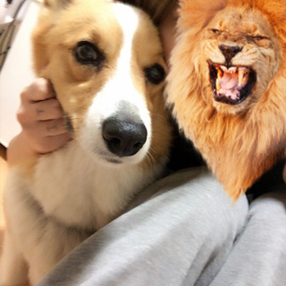  急募コーギーオス去勢済み 