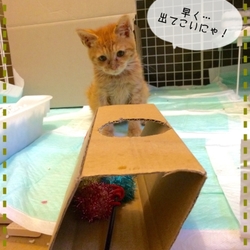 お気に入りのおもちゃ２