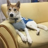 大きくなりました！