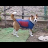 バルサユニのかっこいいシーちゃん！