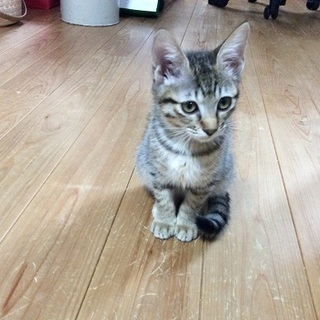 可愛いキジ猫のさくらちゃん