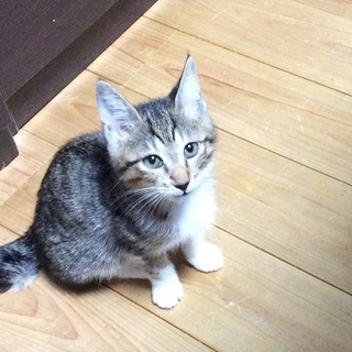 可愛いキジ白のももちゃん