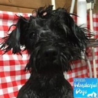 「もみじ」推定6歳♀