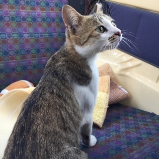 一代限りの たいせつな いのち