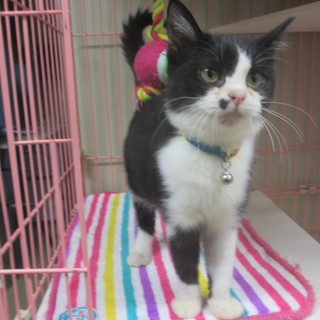 ほくろが可愛い♪女の子滋賀県H様の所へ♪