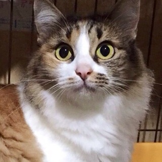 美人長毛三毛猫さん