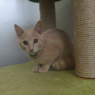 人懐こい薄い茶トラくん♪ 去勢手術済み