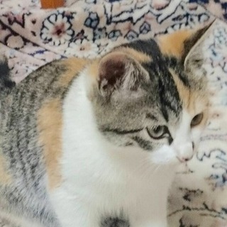 大人しい女の子