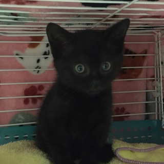 毛艶の良い男の子