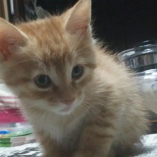 映画に出てきたような茶トラの子猫です！