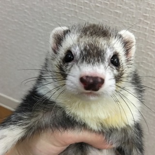 パスバレーフェレット里親募集です