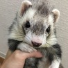 パスバレーフェレット里親募集です サムネイル2