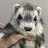パスバレーフェレット里親募集です サムネイル4
