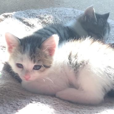 【仮】チャロ  からチャロにの写真