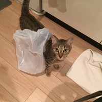 コナツ