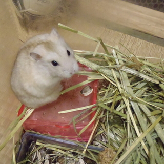 プディングハムスター