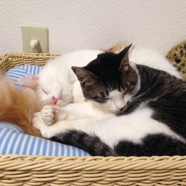 マママロンのカバー写真