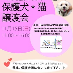 はーとinはーと11月譲渡会