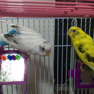 セキセイのつがいの里親さん募集