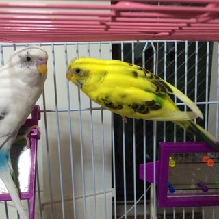 セキセイのつがい里親さん募集